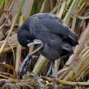 coot1.jpg