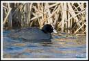 coot2.jpg