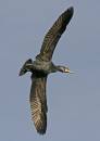 cormorant-5jpg.jpg