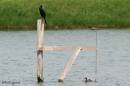 cormorant.jpg