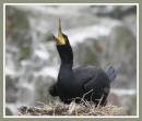 cormorantgood.jpg