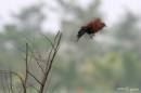 coucal1.jpg