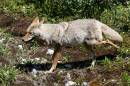 coyote2_WPF.jpg