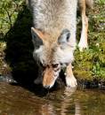 coyote_drinking1_WPF.jpg