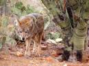 coyote_on_the_prowl.JPG
