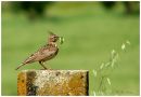 crested-lark.jpg
