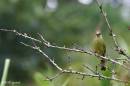 crested_finchbill01.jpg