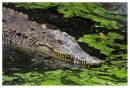croc1.jpg