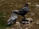 crow2.jpg