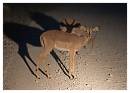 crw_2926_Goodnight_Deer.jpg