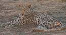crw_3656_Leopard.jpg