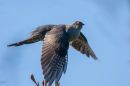 cuckoo-1.jpg