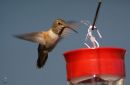 curiousHummingbird.jpg