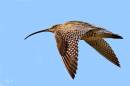 curlew3.jpg