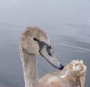cygnet.jpg