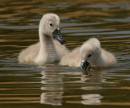 cygnets.jpg