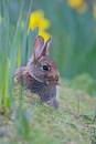 daff-and-rabbit.jpg