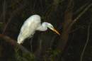 dark-white-egret.jpg