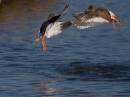 dave_blackwell_fighting_redshanks_entry_2.jpg