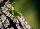 day258_grasshopper_r.jpg