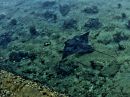 day_18_stingray_copyright_resize.jpg
