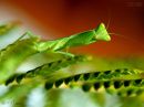 day_25_praying_mantis_resize.jpg