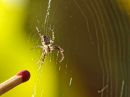 /gallery/data/501/thumbs/day_298_tiny_spider.jpg