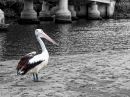 day_64_pelican_resize.jpg