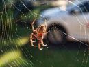 day_93_spider_web_resize.jpg