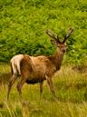 deer-applecross.jpg