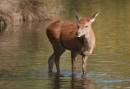 deer-d.jpg