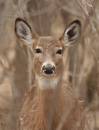 deer3.JPG