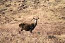 deer4.jpg