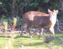deer5.jpg