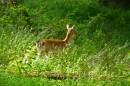 deer6.jpg