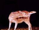 deer_1.jpg