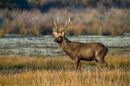 deer_edited-1.jpg