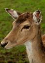 deery_me.jpg