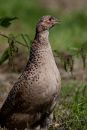 disk-6-Bempton-_32-of-36_.jpg