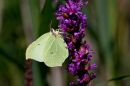 disk-6-Bempton-_5-of-36_.jpg