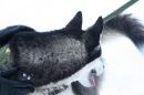 dog16.jpg