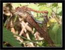 dragonflies_02.jpg