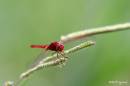 dragonfly01.jpg