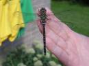 dragonfly12.jpg