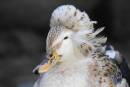 duck3.jpg