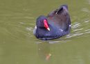 duck7.JPG