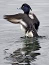 duckraise.jpg