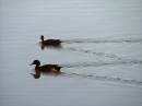 ducks-_on_Wyong_River_Apr07.JPG
