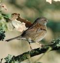 dunnock.JPG