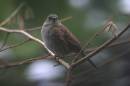 dunnock1.jpg